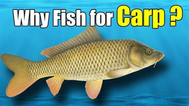 How do you keep carp alive?