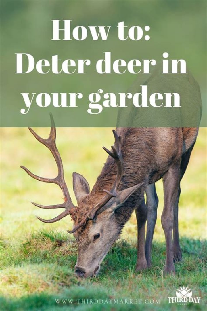 How do you keep deer from eating your garden?