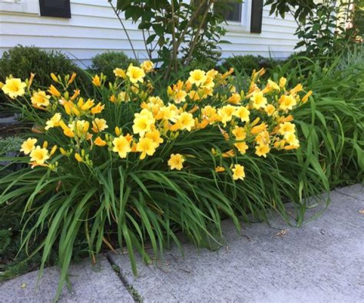 How do you keep lilies from staining?
