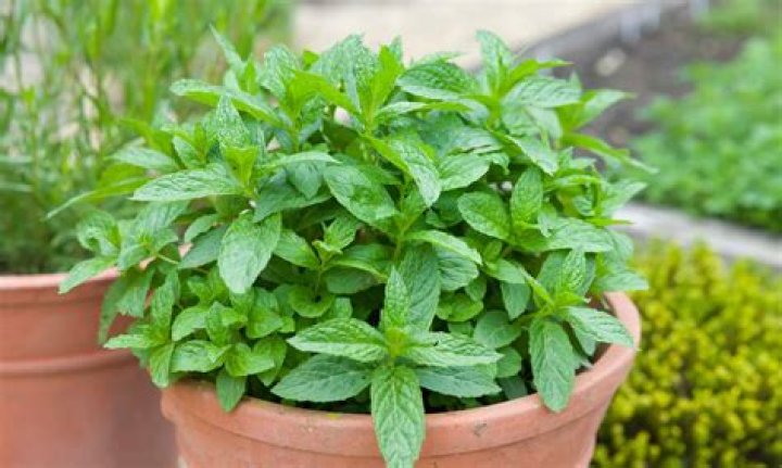 How do you keep mint from turning black?