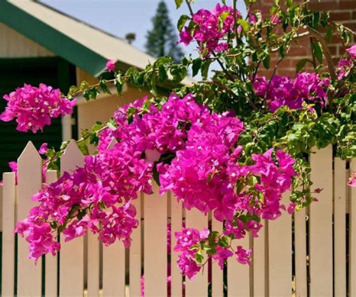 How do you kill a bougainvillea Looper?
