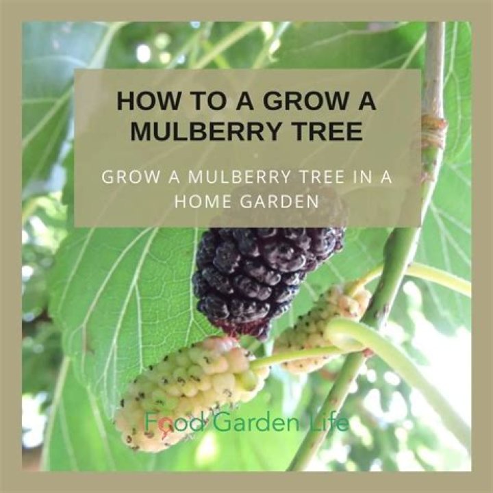 How do you kill paper mulberry trees?