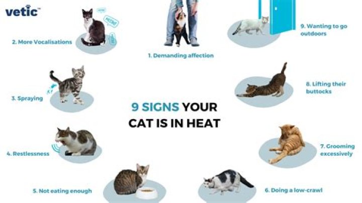 How do you know if your cat is going blind?