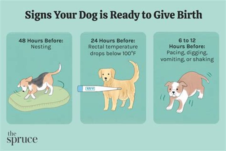 How do you know when your dog is in labor?