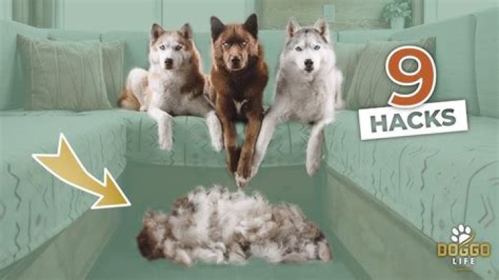 How do you maintain a dog?
