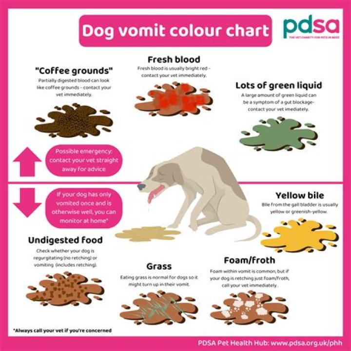 How do you make a dog vomit without hydrogen peroxide?