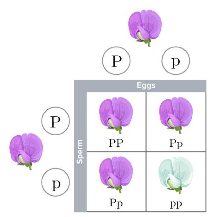 How do you make a Punnett square?
