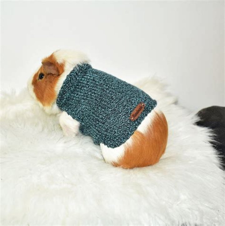 How do you make guinea pig clothes?
