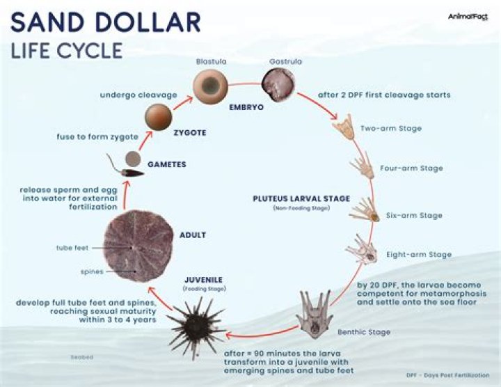 How do you mount a sand dollar?