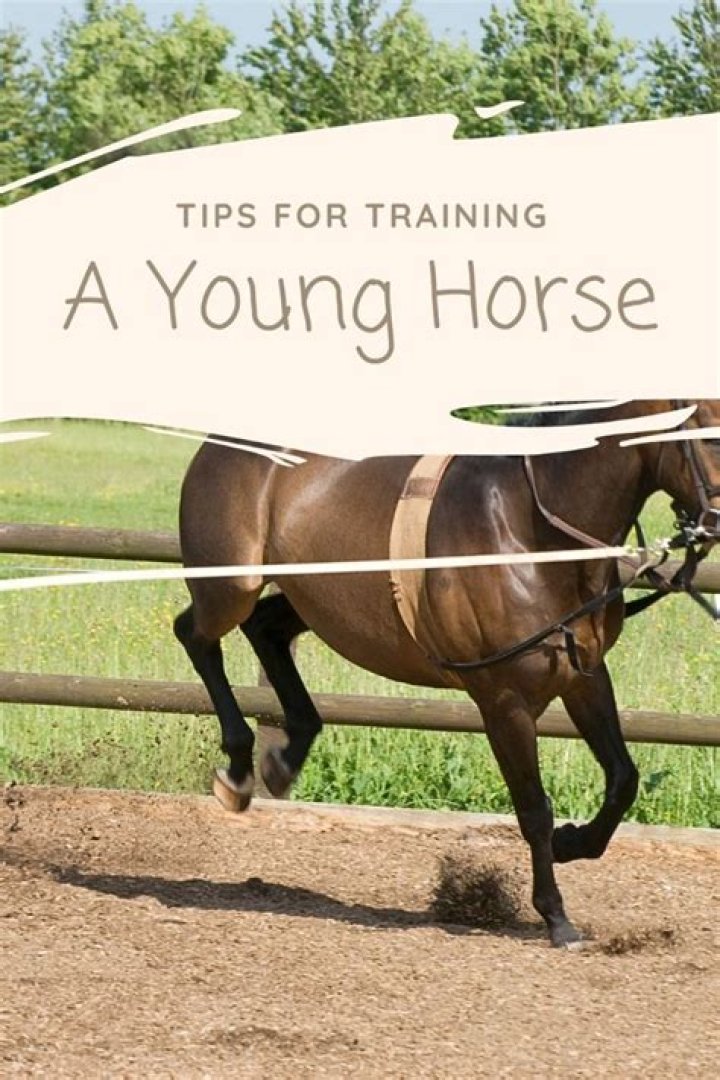How do you photograph a horse for running?