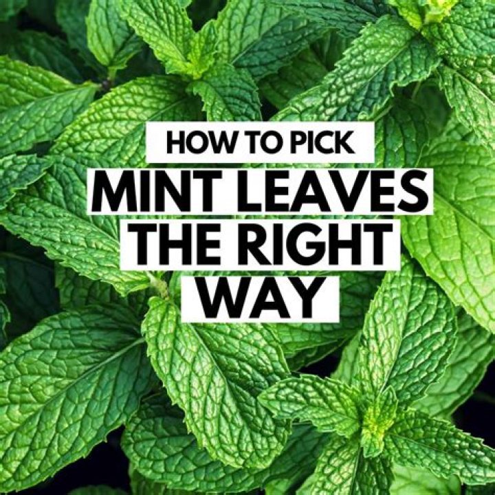 How do you pick mint leaves?