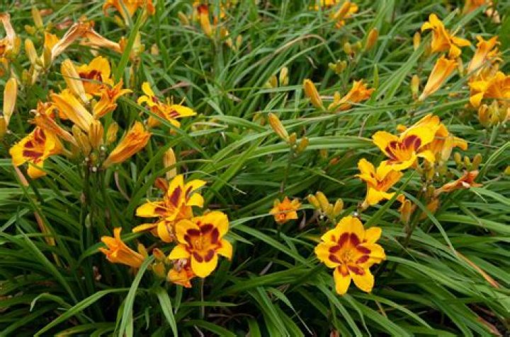 How do you plant daylilies from seed?