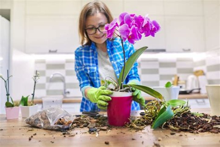 How do you plant peacock orchid seeds?