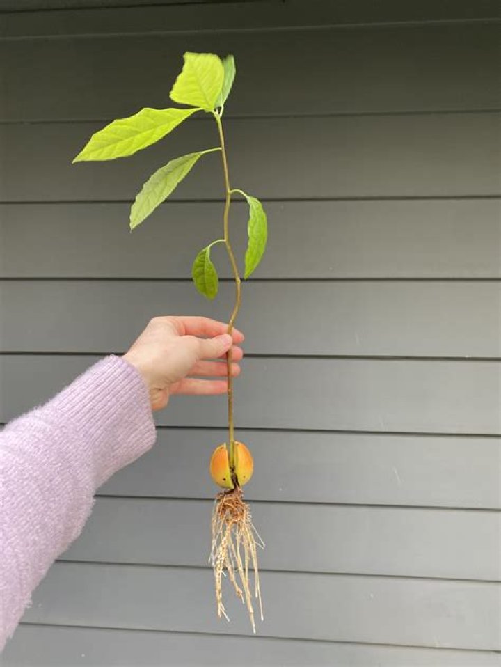 How do you prepare an avocado seed for consumption?