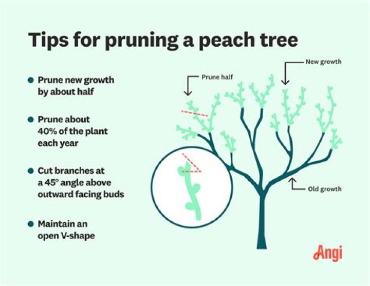 How do you prune a cut?