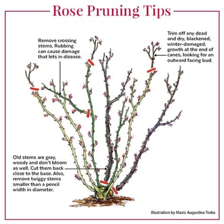 How do you prune an overgrown rose?