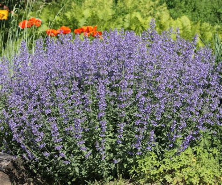 How do you prune Low catmint walkers?