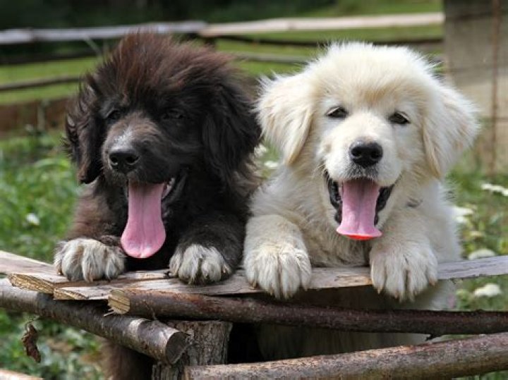 How do you raise two puppies successfully?
