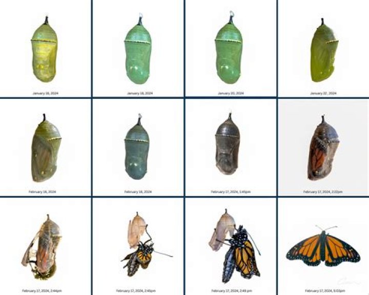 How do you reattach a chrysalis?