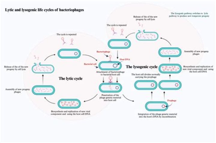 How do you remember the lytic cycle?