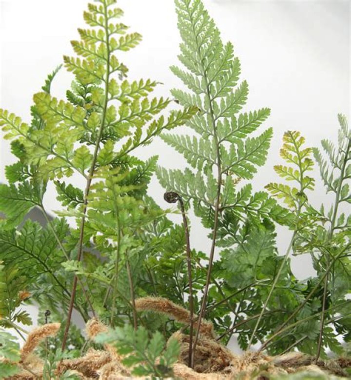 How do you repot a rabbit's foot fern?