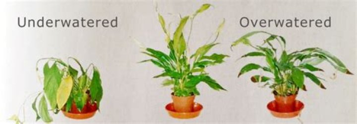 How do you revive an Underwatered plant?