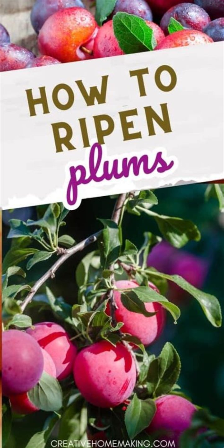 How do you ripen black plums?