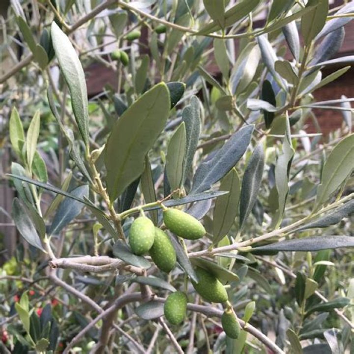 How do you root a sweet olive tree?