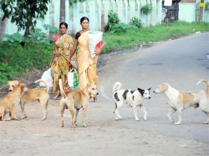 How do you scare off a stray dog?