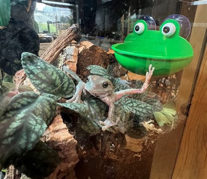 How do you set up a tree frog enclosure?