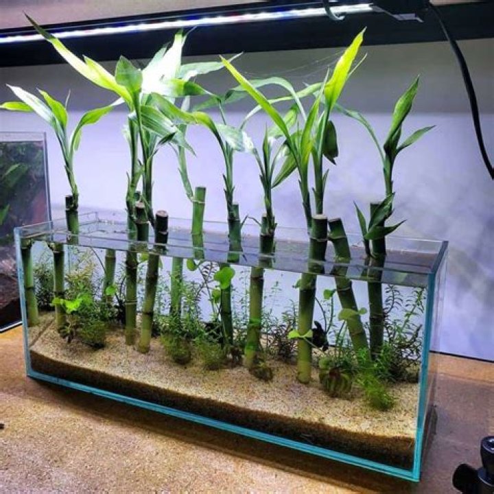 How do you set up lucky bamboo?