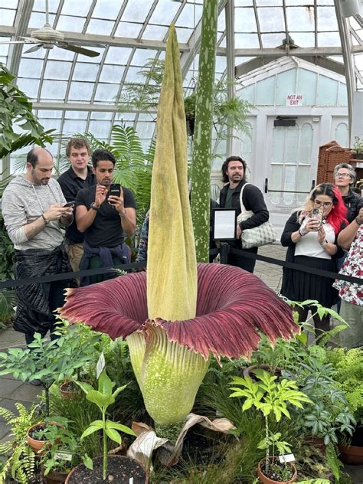 How do you take care of a arum lily plant?