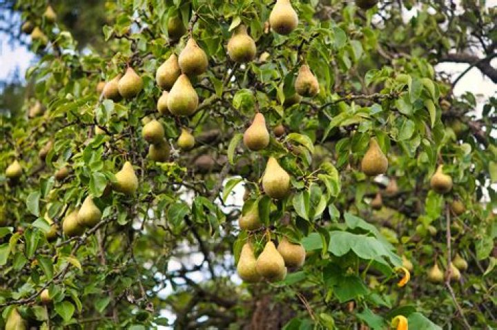 How do you take care of a dwarf pear tree?