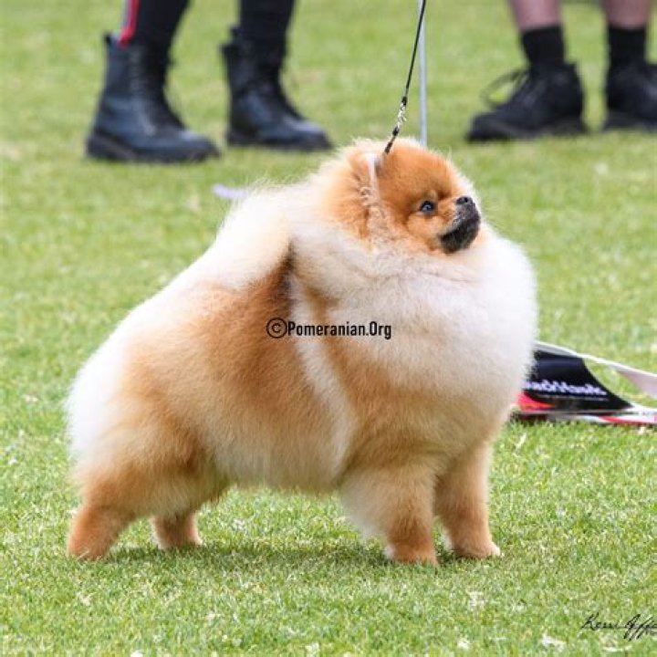 How do you take care of a Pomeranian dog?