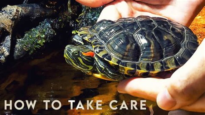 How do you take care of a red eared slider turtle?