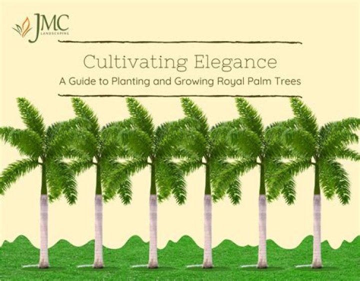 How do you take care of a royal palm tree?
