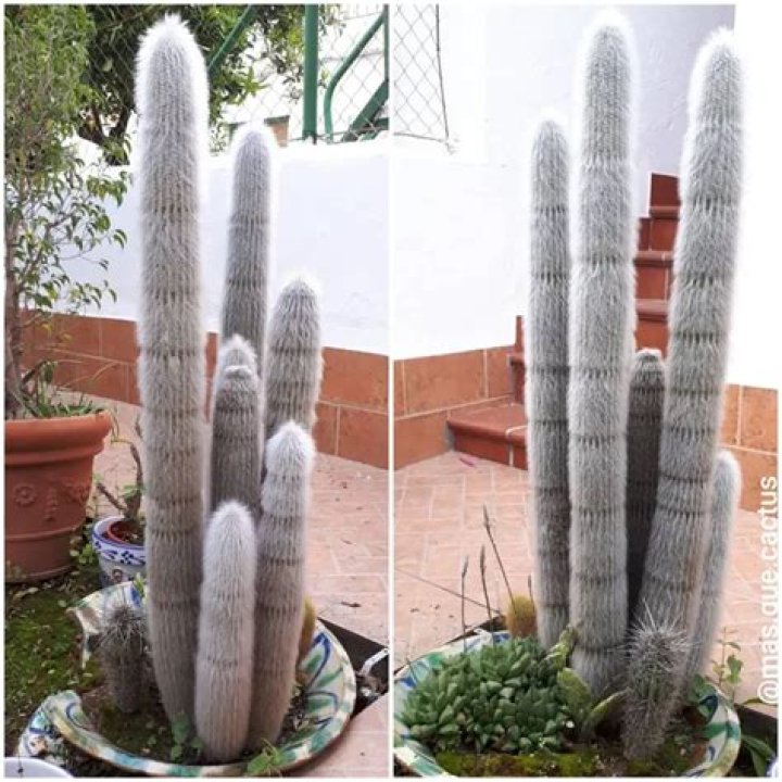 How do you take care of a silver torch cactus?