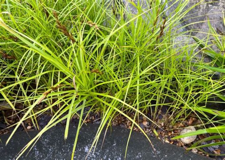 How do you take care of Carex grass?