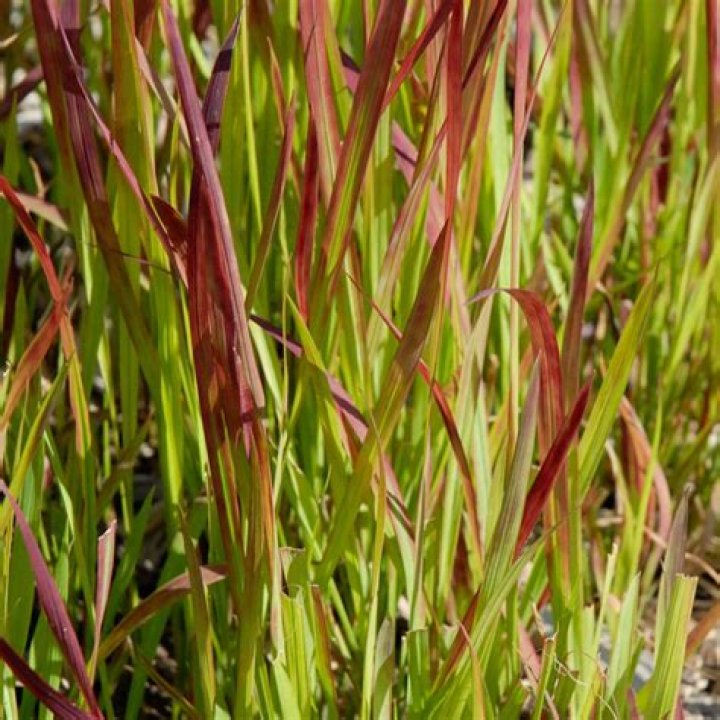 How do you take care of Japanese blood grass?