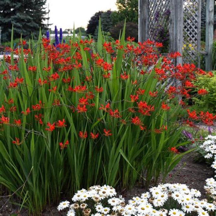 How do you take care of Lucifer crocosmia?