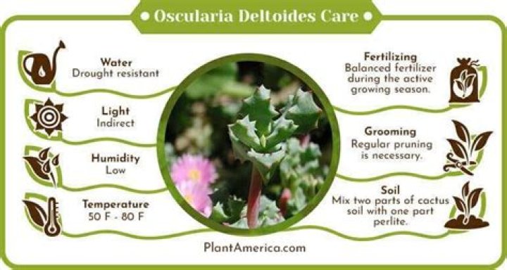 How do you take care of Oscularia Deltoides?