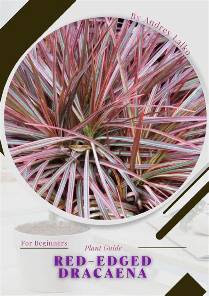 How do you take care of Red Edged Dracaena?