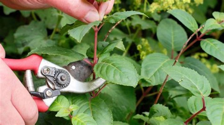 How do you take cuttings from Dipladenia?