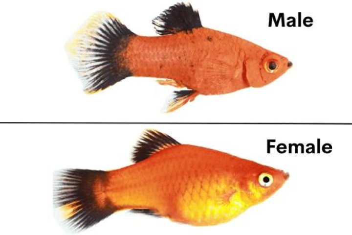 How do you tell male and female mollies apart?