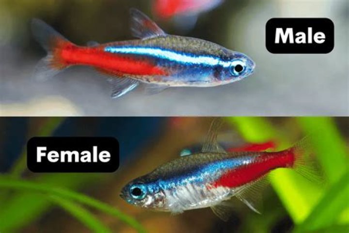How do you tell the difference between a male and female black Swedish duck?
