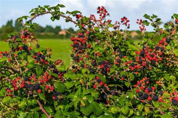How do you transplant blackberry bushes in the fall?