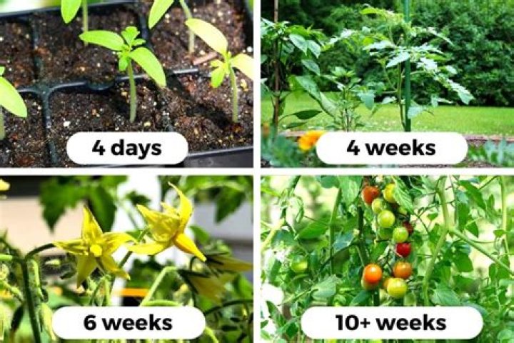 How do you transplant seedlings after germination?