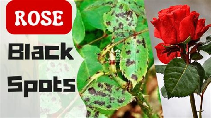 How do you treat black spot on plants?
