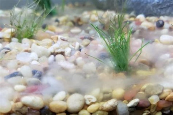 How do you treat fish aquarium fungus?