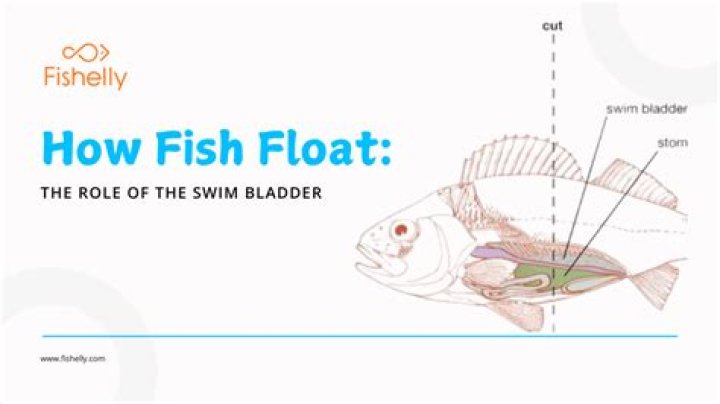 How do you treat swim bladder in fish?